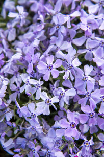 Płomyk Szydlasty "Benita" (Phlox Subulata)