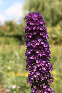 Budleja Dawida "Empire Blue" (Buddleja Davidii)