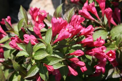 Krzewuszka "Red Prince" (Weigela)