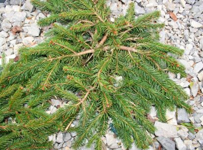 Świerk Pospolity "Procumbens" (Picea Abies)