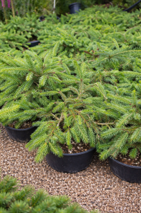 Świerk Pospolity "Procumbens" (Picea Abies)