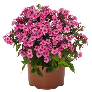 Płomyk Wiechowaty "Early Dark Pink" (Phlox Paniculata)