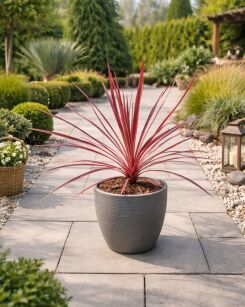 Kordylina australijska "Charlie Boy" (Cordyline australis)
