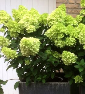 Hortensja Bukietowa "Mojito" (Hydrangea Paniculata)