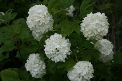 Kalina Koralowa "Roseum" (Viburnum Opulus)