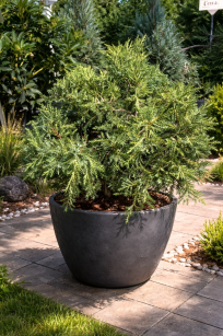 Jałowiec Pfitzera "Gold Star" (Juniperus Pfitzeriana)