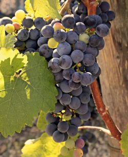 Winorośl Wenus bezpestkowa (Vitis) 
