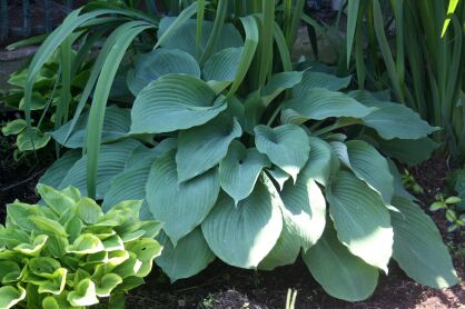 Funkia "Sum and Substance" (Hosta)
