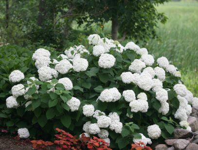 Hortensja Drzewiasta "Strong Annabelle" (Hydrangea Arborescens)