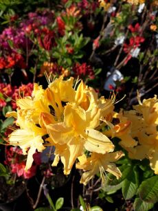 Azalia "Golden Lights" (Azalea)
