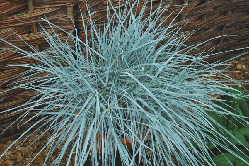 Wydmuchrzyca  Magellana (Elymus magellanicus)