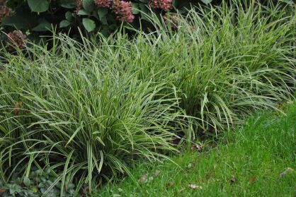 Turzyca Morrowa "Ice Dance” ( Carex Morrowii )