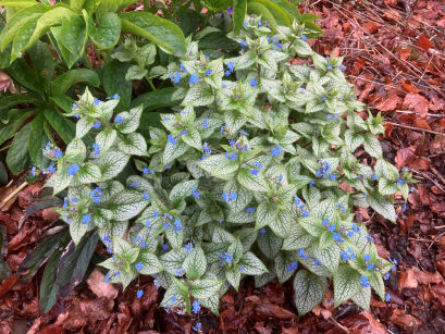 Brunera Wielkolistna "Mega Heart" (Brunnera Macrophylla)