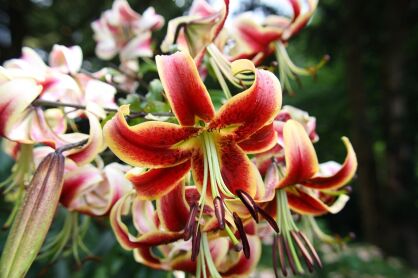 Lilia drzewiasta "Red Morning" (Lilium)