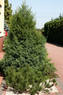 Jałowiec Chiński "Obelisk" (Juniperus Chinensis)