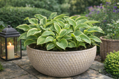 Funkia "American Halo" (Hosta)