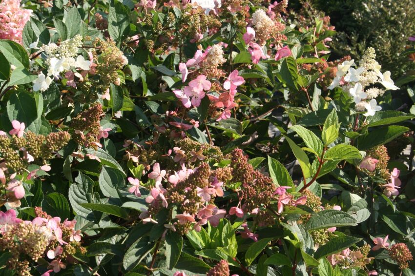 HORTENSJA BUKIETOWA PINK DIAMOND

WWW.SKLEP.SZKOLKA.RADOM.PL