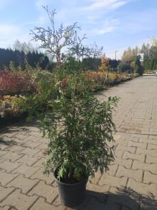 Żywotnik Zachodni "Brabant" (Thuja Occ.)