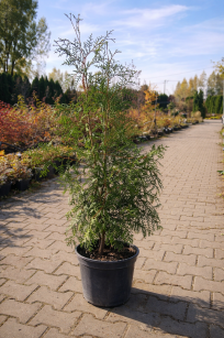 Żywotnik Zachodni "Brabant" (Thuja Occ.)