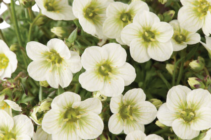 Skalnica Arendsa "Limerock" (Saxifraga x Arendsii )