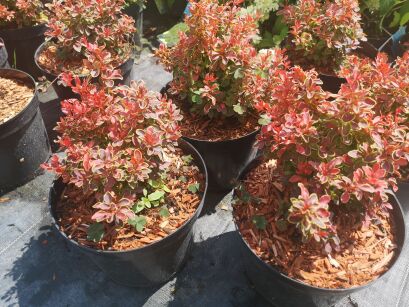 Berberys Thunberga "Red Bird" Špaček (Berberis Thunbergii)