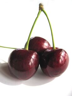 Czereśnia "Burlat” - goły korzeń (Prunus avium)