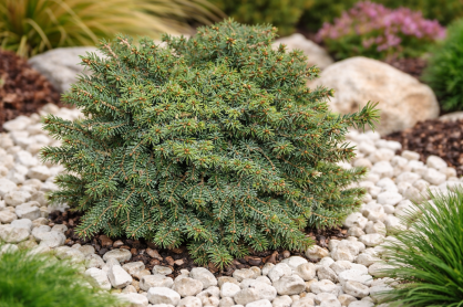 Świerk Pospolity "Little Gem" (Picea Abies)