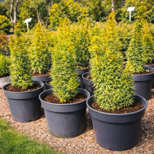 Cis Pospolity "Fastigiata  Aurea" (Taxus Baccata)