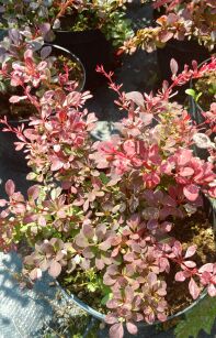 Berberys Thunberga "Pink Perfection" (Berberis Thunbergii)