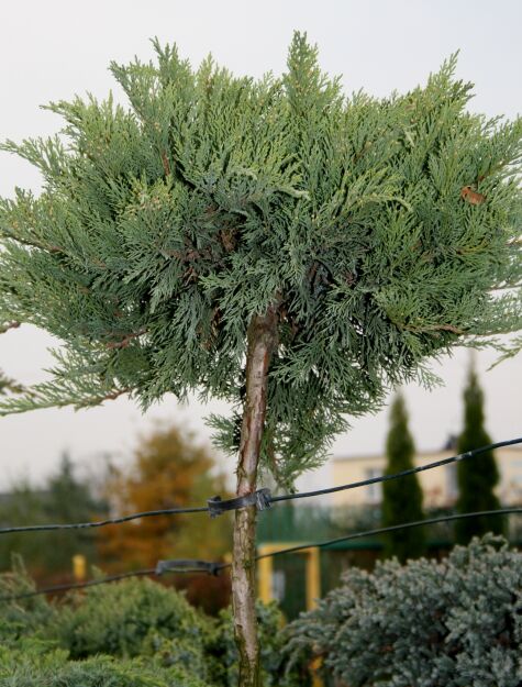 JAŁOWIEC SABIŃSKI TAMARISCIFOLIA SZCZEPIONY NA PNIU Pa,
www.sklep.szkolka.radom.pl

szkółka Romero