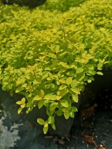 Tawuła Japońska "Golden Carpet" (Spiraea Japonica)