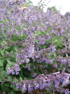 Kocimiętka Faassena "Six Hills Giant" (Nepeta faassenii)