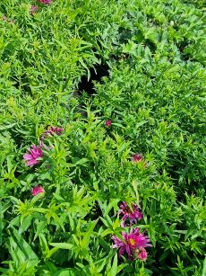Aster Krzaczasty "Granat" (Aster Dumosus)