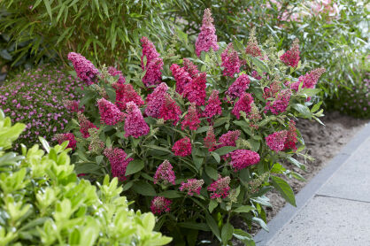 Budleja Dawida "Butterfly Candy Little Ruby" (Buddleja Davidii)
