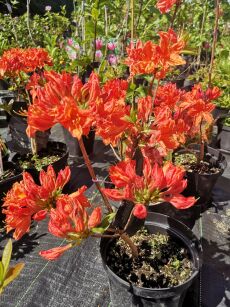 Azalia wielkokwiatowa "Feuerkopfen" (Azalea Rhododendron Mollis)