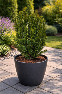 Cis Pośredni "Hilli" (Taxus x Media)