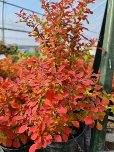 Berberys Thunberga "Desperados" (Berberis thunbergii)