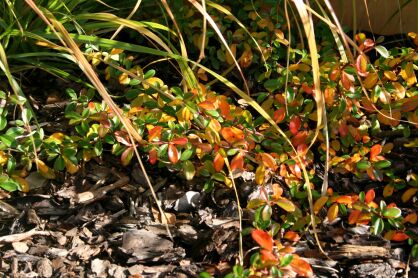 Irga Dammera "Major" (Cotoneaster Dammeri)