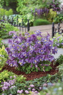 Orlik Błękitny "Earlybird Purple Blue" (Aquilegia Caerulea)