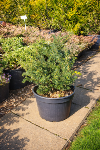 Cis Pospolity "Repandens" (Taxus Baccata)