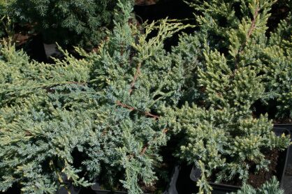 Jałowiec Łuskowy "Holger" (Juniperus Squamata)