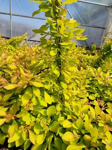 Berberys Thunberga "Diabolicum" (Berberis Thunbergii)