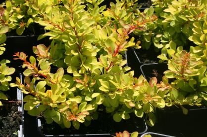 Berberys Thunberga "Diabolicum" (Berberis Thunbergii)