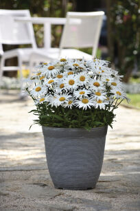 Złocień Wielki "Madonna" ( Leucanthemum Maximum)