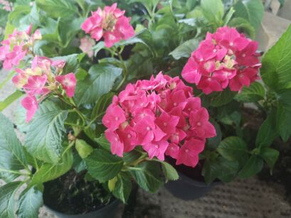 Hortensja Ogrodowa "Hot Red" (Hydrangea Macrophylla) 