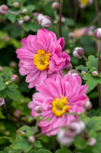 Zawilec Japoński "Pamina" (Anemone hupehensis)