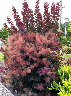 Perukowiec Podolski "Royal Purple" (Cotinus Coggygria)