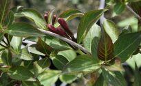 KRZEWUSZKA CUDOWNA NANA PURPUREA SADZONKI www.sklep.szkolka.radom.pl
SZKÓŁKA RADOM