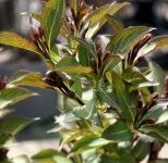 KRZEWUSZKA CUDOWNA NANA PURPUREA SADZONKI www.sklep.szkolka.radom.pl
SZKÓŁKA RADOM