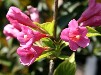Krzewuszka Cudowna "Nana Purpurea" (Weigela Florida)